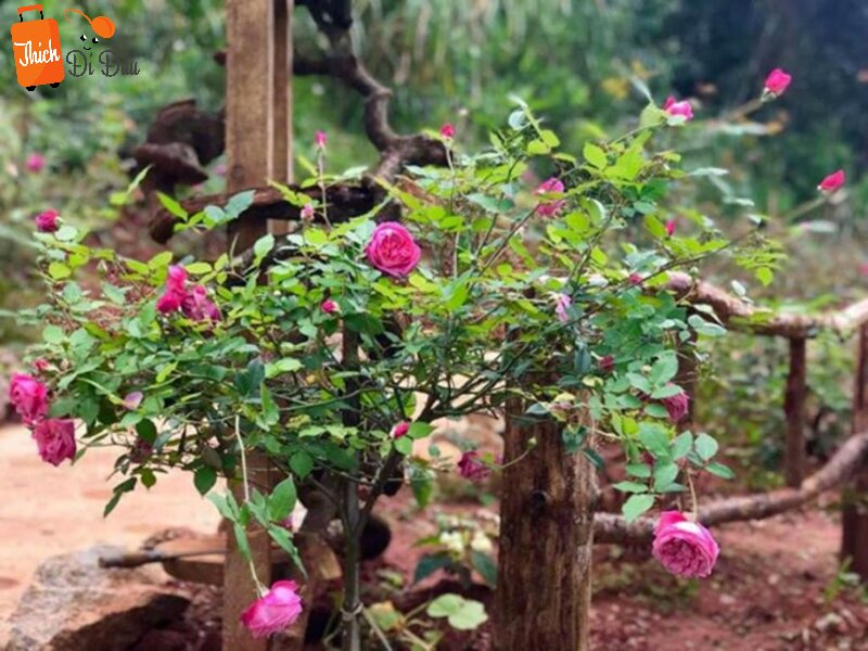 Vườn hồng cổ Sapa đẹp như cổ tích trong khuôn viên Hoa Sơn Điền Trang.