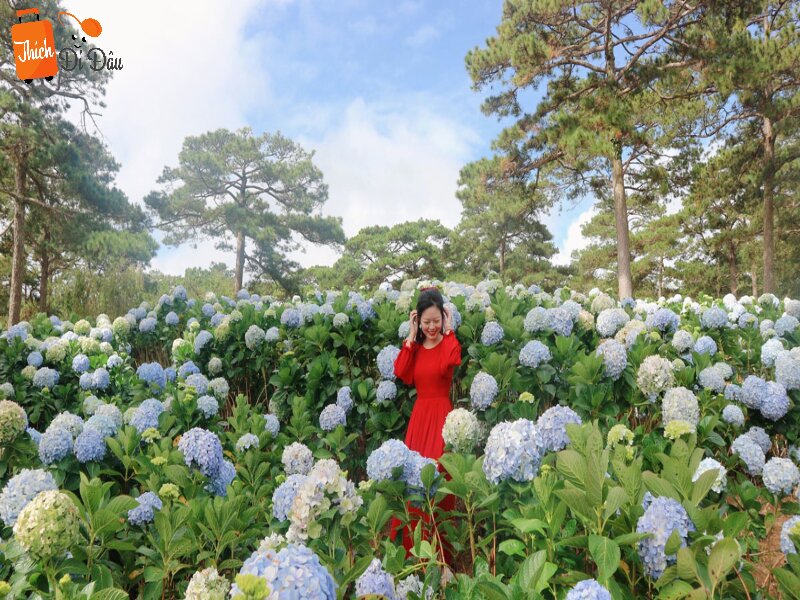Vườn hoa cẩm tú cầu rực rỡ cạnh bờ Hồ Than Thở thu hút du khách đến check in.