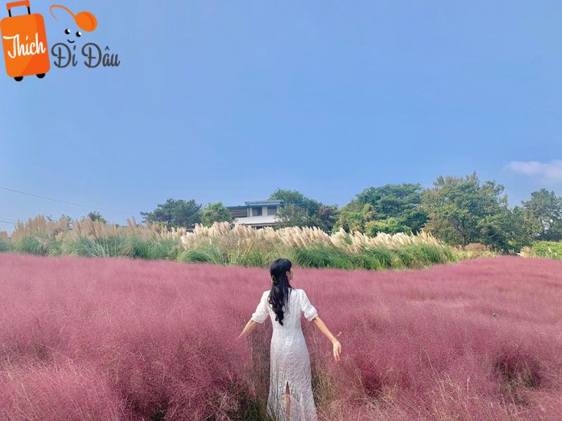 Ngắm nhìn đồi cỏ hồng đặc sắc lớn nhất Đà Lạt của Thung Lũng Vàng