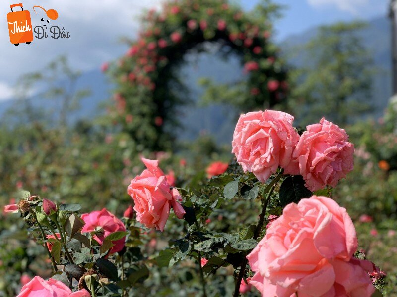 Cánh đồng hoa hồng Đà Lạt có đến 350 loại hoa hồng trong và ngoài nước.
