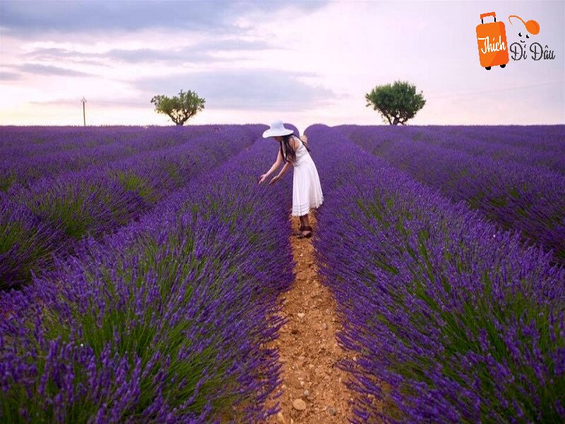Cánh đồng hoa Lavender Cầu Đất lãng mạn như trời Âu.