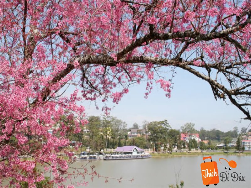 Mai anh đào bên hồ Xuân Hương nở rực vào mùa xuân.