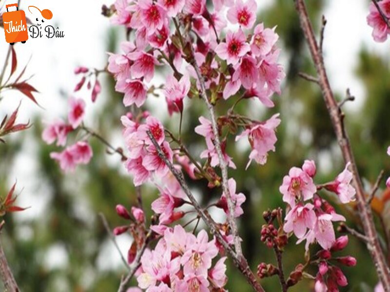 Hoa mai anh đào trong Hoa Sơn Điền Trang nở rộ vào mùa xuân.