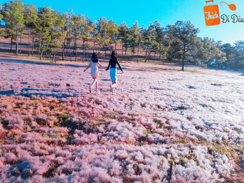 Cách tạo dáng chụp hình tại đồi cỏ hồng Đà Lạt cho đôi bạn thân 